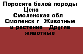 Поросята белой породы › Цена ­ 3 000 - Смоленская обл., Смоленск г. Животные и растения » Другие животные   